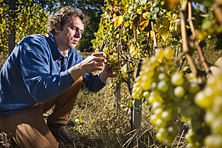 Primož Lavrenčič, Domaine Burja, Vallée de Vipava, Slovénie