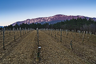 Domaine Burja, Vallée de Vipava, Slovénie